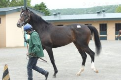 米G1勝ち馬ゴレラの産駒(牡、父ネオユニヴァース)
