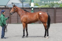 アートプリンセスの14は、ディープインパクト産駒の良血馬