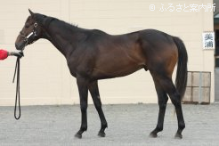 国際G1勝ち馬コスモバルクの半弟(父プリサイスエンド)