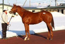 未供用馬の最高馬クリールソレイユ