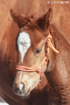 カリフォルニアクロームの本邦初年度産駒