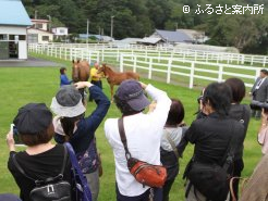 昨年の「北海道馬産地見学ガイドツアー」で展示馬となっていた