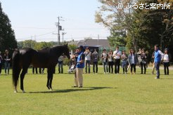 スタリオンスタッフの軽妙かつ丁寧な種牡馬解説