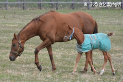 サウンドオブハートと3月27日に生まれた当歳馬