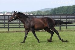 重賞勝ち馬や重賞勝ち馬の母など、今年も錚々たる繁殖牝馬が交配されたという