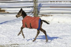 写真４ [とねっこ]