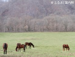 放牧地は山間にあり、とても静かな雰囲気