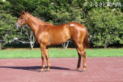 牝馬の最高価格「メジロトンキニーズの2011」