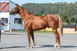 2014年日本ダービー馬ワンアンドオンリーの母の父としても有名