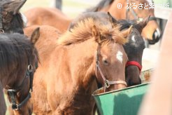 ヤマニンメルベイユ2011