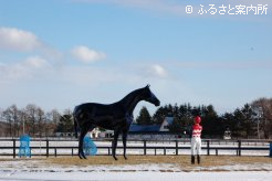 グランド牧場本場の事務所前に建立されている天皇賞馬スズカマンボの像