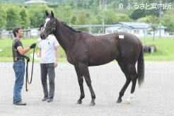 検査を受けるジョーカプチーノの全弟、申請馬名ジョーカトゥーラ(父マンハッタンカフェ)