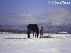 今年、同牧場で生まれた最初の当歳馬