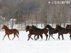 雪上を元気に走る1歳馬