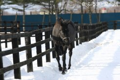 7シーズンぶりの放牧地を楽しむマイネルシーガルの父