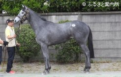 牝馬最高価格馬サイレントプレアーの12（父スウェプトオーヴァーボード）