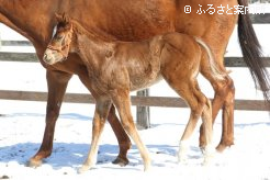 父の毛色を受け継いだ栗毛の牝馬