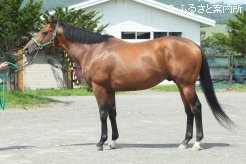 全兄は人気種牡馬のシルバーステート
