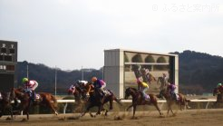 たんぽぽ賞のレース写真