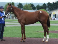 最高価格馬「アズマサンダース2012」(牡、キングカメハメハ)