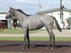 牝馬の最高価格となった「ゴールデンプライズの14」