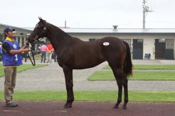 牝馬最高価格馬「ディアマンティナの2012」(父マンハッタンカフェ)