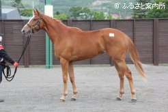 ハタノブリエの14の兄は、ダートJpn1 2勝馬のハタノヴァンクール