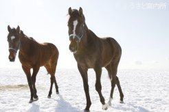 写真１ [雪の放牧地]