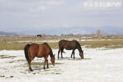 写真４　[残雪の放牧地]