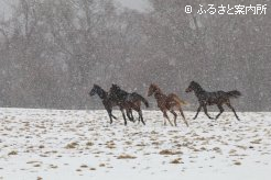 写真5 [雪の中]