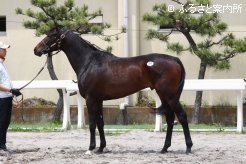 最高価格馬「ヘヴンリーソングの10」