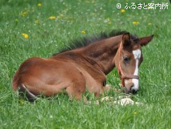 青草の布団が気持良さそうだ