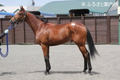 エルメスティアラの14の兄は、今年の皐月賞馬ディーマジェスティ