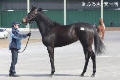 キンシャサノキセキの初年度産駒となる申請馬名アドマイヤシャイ(牝、母ブロードアピール)