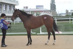 最高価格馬のパーフェクトダンスの2013