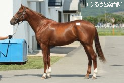 JBCスプリント(G1)勝ち馬マイネルセレクトの半弟(父プリサイスエンド)