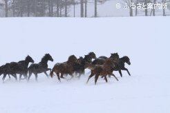 写真１　[降雪の中]