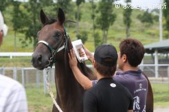 マイクロチップ検査を受ける1歳馬