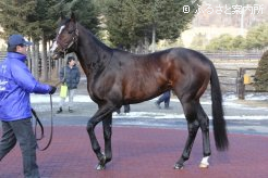 10歳まで現役を続けたワンダーアキュート