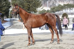 アフリートの後継種牡馬としての期待も高いバロズハート