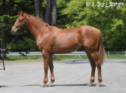 最優秀賞に輝いたハナマルの26(写真提供:平取町軽種馬生産振興会)
