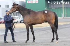 メモリアルサマー14の半兄は、菊花賞馬のソングオブウインド