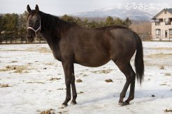 マイネイサベルのおばにあたるオープニングベル