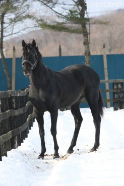 アロースタッドにカムバックしたゼンノエルシド