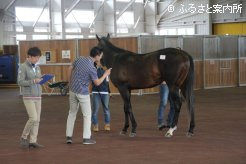 特徴をチェックするJRA職員