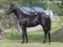 金賞を受賞したシンプリーラヴリーの26(写真提供:平取町軽種馬生産振興会)