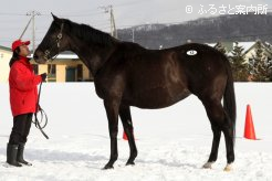 2番目の高額馬フィフスアベニュー(ブライアンズタイム受胎)