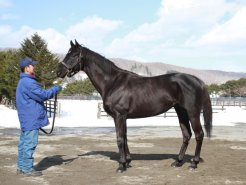 新種牡馬ビービーガルダン