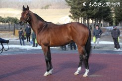 ディープインパクト産駒の良血馬ワールドエース