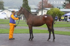 牝馬の最高値「ホワイトペッパーの13」